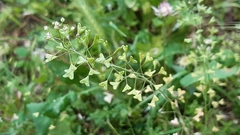 Capsella bursa-pastoris