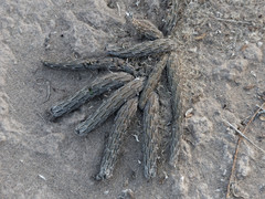 Pterocactus tuberosus