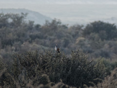 Rhinocrypta lanceolata