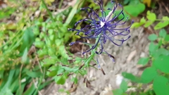 Muscari comosum