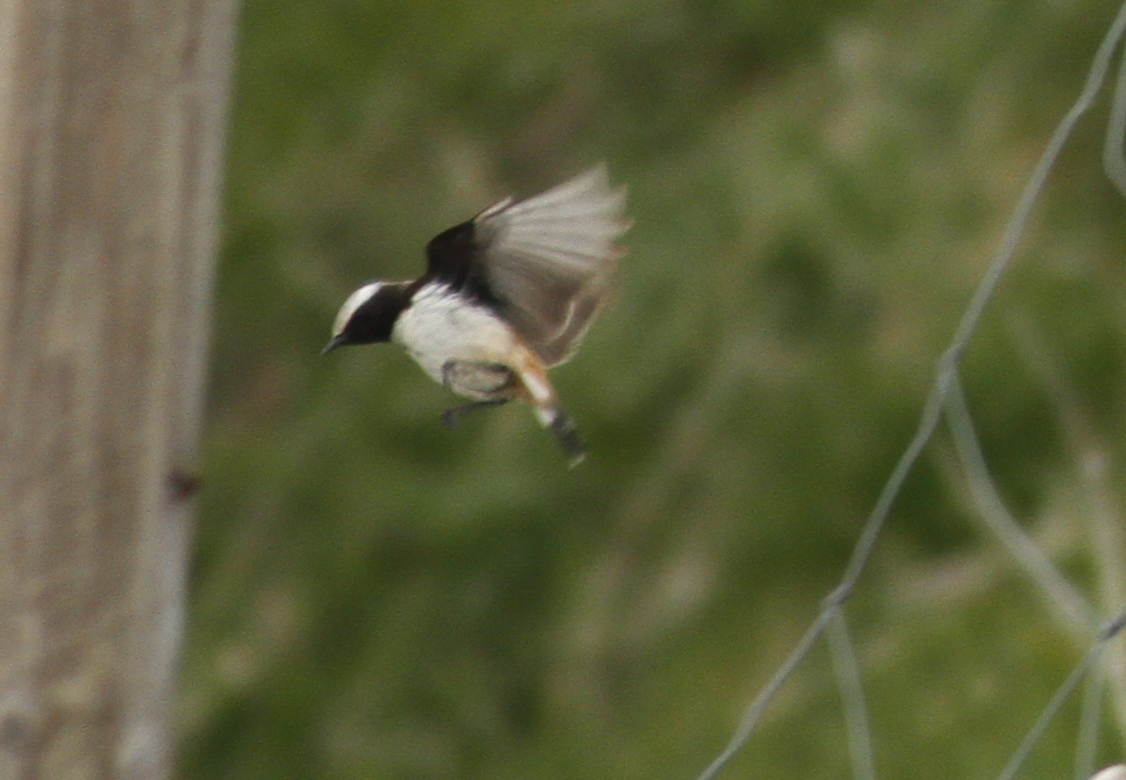 Kurdish Wheatear (Oenanthe xanthoprymna), photo 10