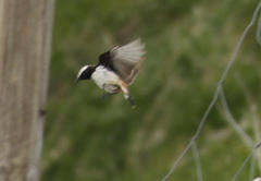 Oenanthe xanthoprymna