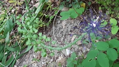 Muscari comosum
