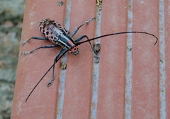 Macrochenus isabellinus