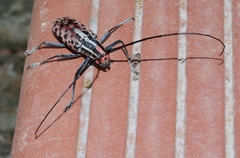 Macrochenus isabellinus