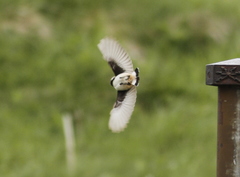 Oenanthe xanthoprymna