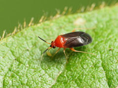 Rhinocapsus rubricans