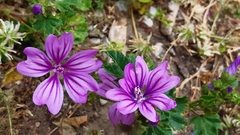 Malva sylvestris