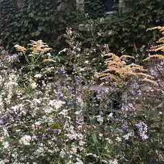 Symphyotrichum