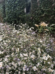 Symphyotrichum
