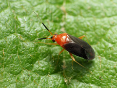 Rhinocapsus rubricans