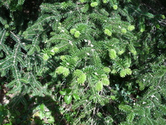 Abies numidica
