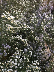 Symphyotrichum