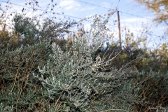Baccharis artemisioides