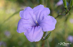 Ruellia californica