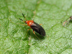 Rhinocapsus rubricans