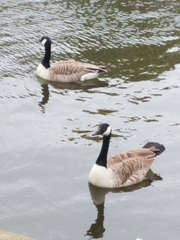 Branta canadensis