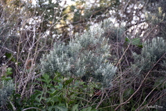 Baccharis artemisioides