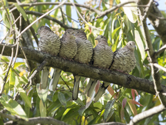 Columbina squammata