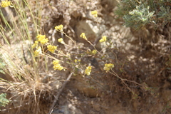 Helichrysum armenium