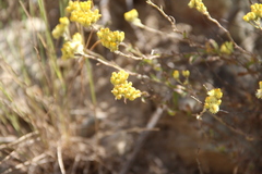 Helichrysum armenium
