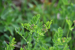 Coronilla coronata