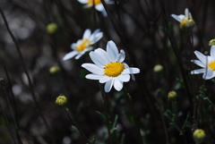 Anthemis maritima
