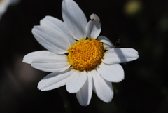 Anthemis maritima