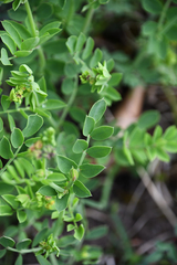 Coronilla coronata