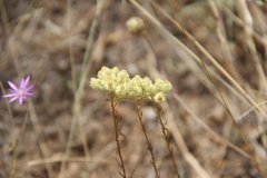 Helichrysum plicatum