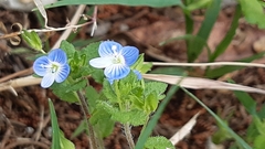 Veronica persica