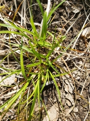 Carex tonsa