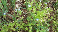 Veronica persica