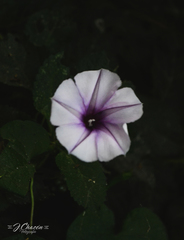 Ipomoea muricata