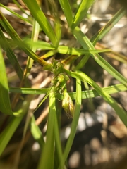 Carex tonsa