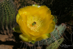 Opuntia gosseliniana