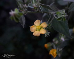 Abutilon abutiloides