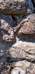 Sceloporus occidentalis