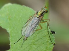 Dolichopus pulchrimanus