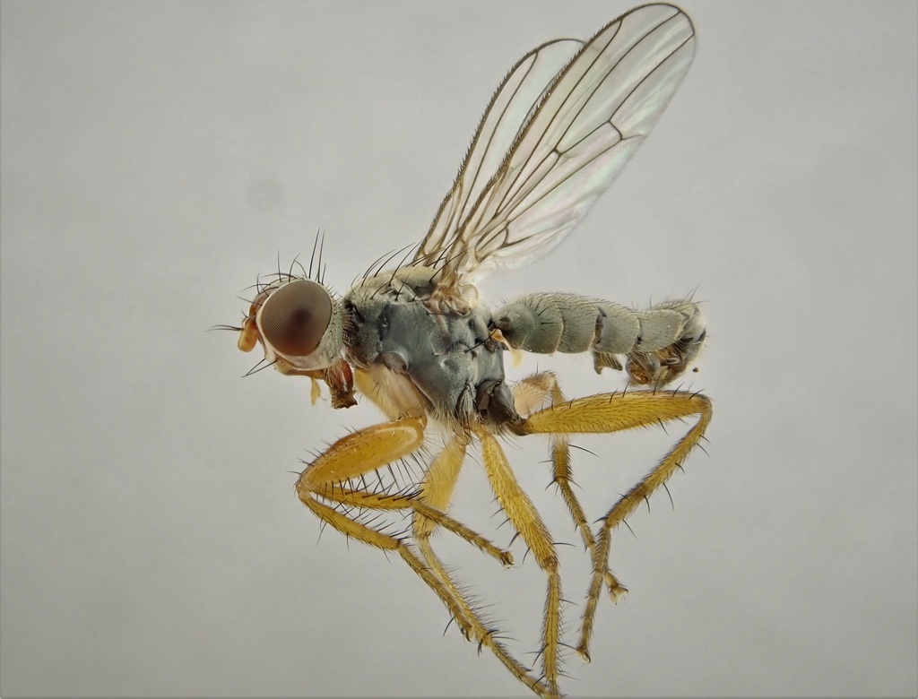 Norellisoma opacum