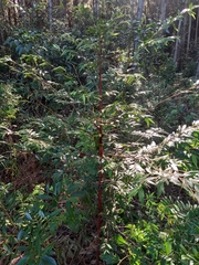 Xylopia brasiliensis