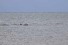 Tursiops truncatus ponticus