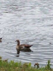 Alopochen aegyptiaca