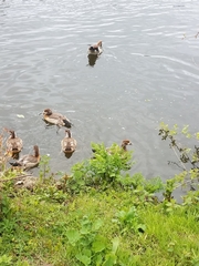 Alopochen aegyptiaca