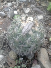 Coryphantha