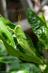 Schistocerca