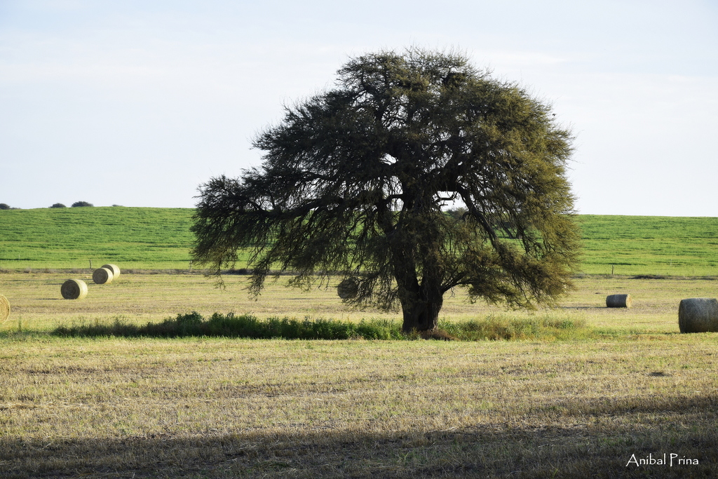Prosopis caldenia Burkart