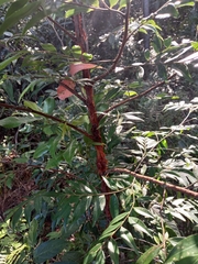 Xylopia brasiliensis