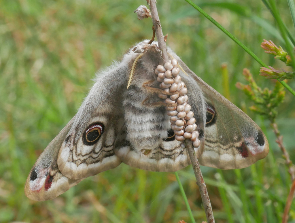 Emperor moth (Saturnia pavonia)