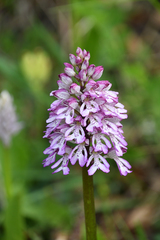 Orchis × hybrida
